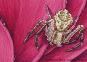 Crab Spider Transparent Watercolor 3x4 inch detail
