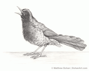 Boat-tailed Grackle Pencil Sketch p34