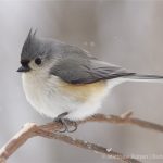 Tufted Titmouse Common Canon 40D 200-400mm