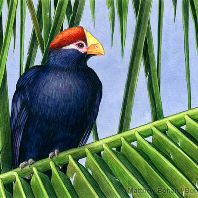 Violaceous Turaco Transparent Watercolor 11x14inches