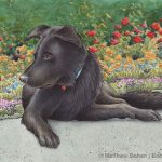 Archie (Lab-Chow Mix) Transparent Watercolor 5x7 inches