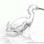 Wading Snowy Egret Pencil Sketch