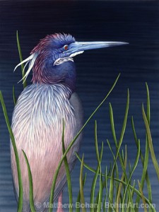 Tricolor Heron in Reeds (Transparent Watercolor on Arches 140lb HP 12.25 x 20.75 in)