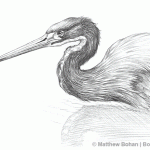 Tricolor Heron Pencil Sketch