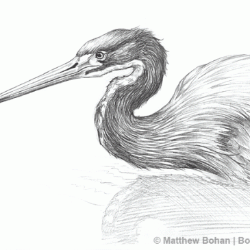 Tricolor Heron Pencil Sketch p33