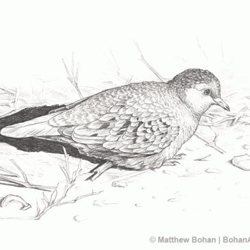 Common Ground Dove Pencil Sketch p35