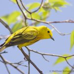 Yellow Warbler (Magee Marsh)