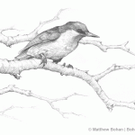 Brown-headed Nuthatch Pencil Sketch