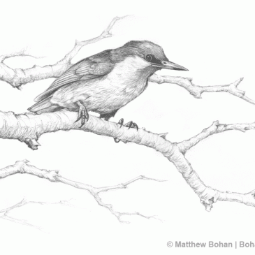 Brown-headed Nuthatch Pencil Sketch p36