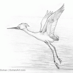 Snowy Egret in Flight Pencil Sketch