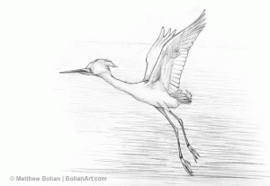 Snowy Egret in Flight Pencil Sketch