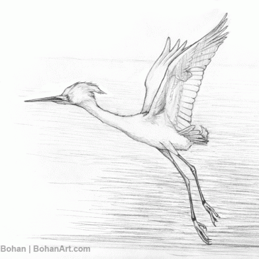 Snowy Egret in Flight Pencil Sketch p37