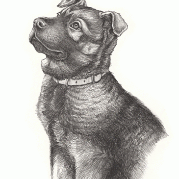 Toby Shepherd Chow Elkhound Tasmanian Devil Mixed Breed Pencil Sketch p38