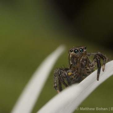 More Backyard Jumping Spiders