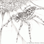 Dipmorphic Jumping Spider (male) Pensil Sketch