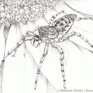 Dimorphic Jumping Spider Pencil Sketch p42