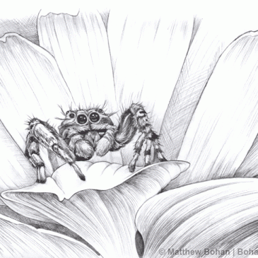 Tan Jumper–Jumping Spider Pencil Sketch p43 (Platycryptus undatus)