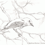 Magee Marsh Yellow Warbler Pencil Sketch