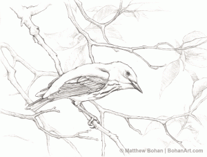 Magee Marsh Yellow Warbler Pencil Sketch