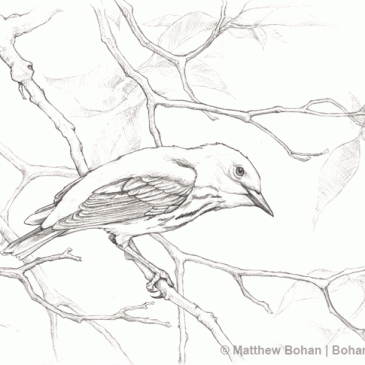 Magee Marsh Yellow Warbler Pencil Sketch p40