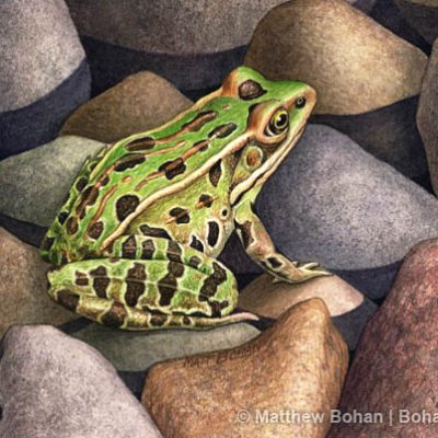 Leopard Frog Transparent Watercolor (5 x 7in)