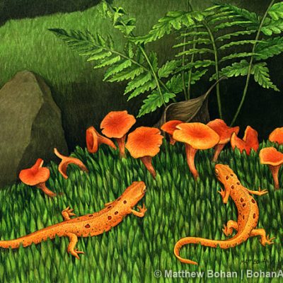 Red Efts & Smooth Chantarelles Transparent watercolor 