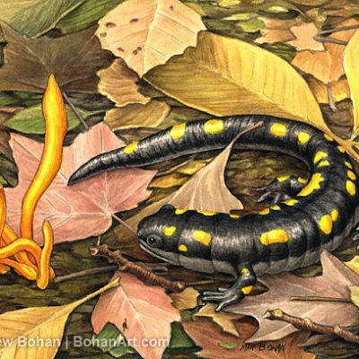 Spotted Salamander and Earth Tongue Mushrooms Transparent Watercolor (5 x 7in)