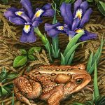 American Toad and Dwarf Lake Iris Transparent Watercolor (5 x 7in)