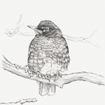 Cold American Robin Pencil Sketch p45