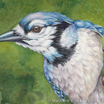 Blue Jay Transparent Watercolor Painting Step-by-step