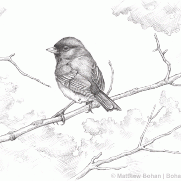 Dark-eyed Junco Pencil Sketch p46 (Rant on Drawing in Public Places)
