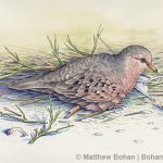 Common Ground Dove Transparent Watercolor