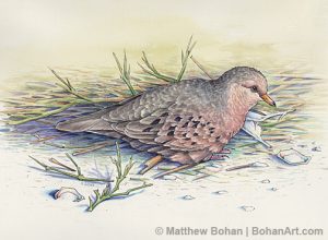 Common Ground Dove Transparent Watercolor