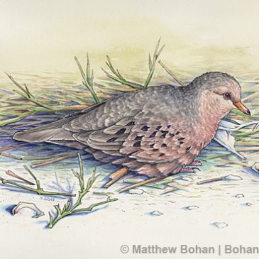 Common Ground Dove Watercolor and Ink Step-by-Step