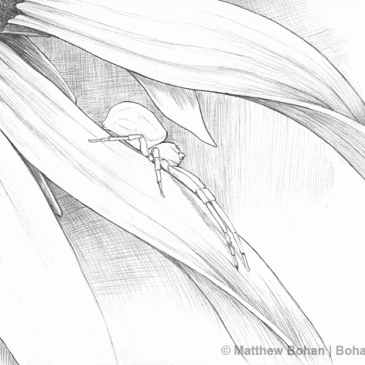 Crab Spider on Rudbeckia Pencil Sketch p47