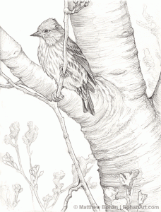 Pine Siskin Pencil Sketch
