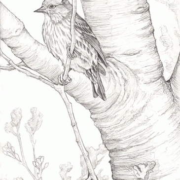 Pine Siskin Pencil Sketch p48