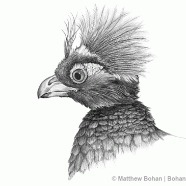 Male Crested Wood Partridge Pencil Sketch p50