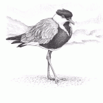 Spur-winged Plover Pencil Sketch