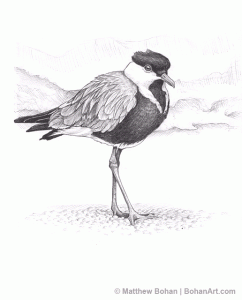 Spur-winged Plover Pencil Sketch