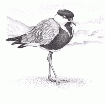 Spur-winged Plover Pencil Sketch  p51