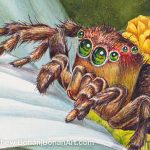 Immature Jumping Spider on Daisy (3 x 2.5 inch detail) 8 x 10 inch Transparent Watercolor