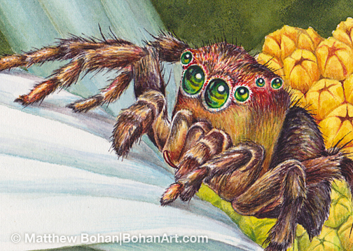 Jumping Spider on Daisy Step-by-step Transparent Watercolor