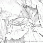 Katydid Pencil Sketch