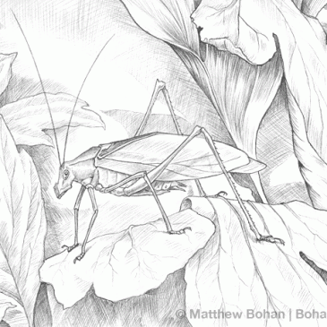 Katydid Pencil Sketch p 55