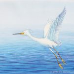 Snowy Egret in Flight (8 x 10 inch Transparent Watercolor)