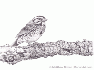 Song Sparrow Pencil Sketch