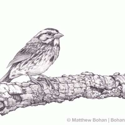 Song Sparrow Pencil Sketch
