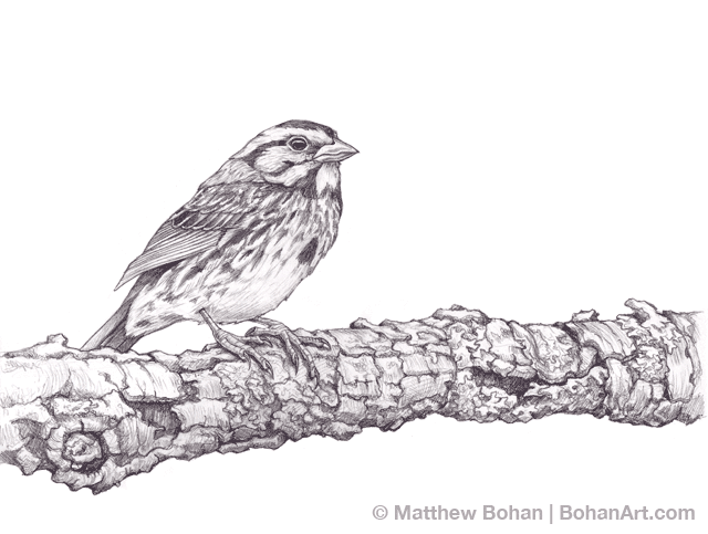 Song Sparrow Pencil Sketch P56 Bohan Art