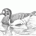Red-Breasted Goose Pencil Sketch